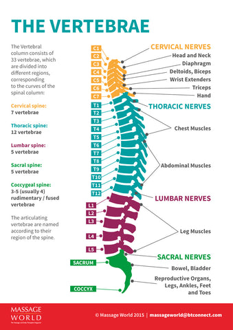 A2 Vertebrae poster